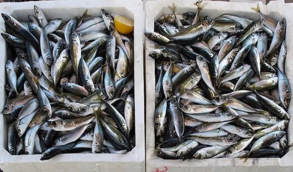 США: Данные о ценах рыбного аукциона Портленда 19.05.2023 – 25.05.2023