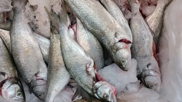 Казахстан: Хозяйства Сузака произвели 180 тонн рыбной продукции
