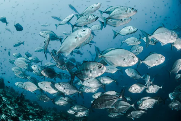Завод по производству рыбных кормов планируется ввести в эксплуатацию в астраханской ОЭЗ до конца 2023 года