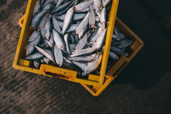 За 10 лет рынок переработки рыбных отходов может вырасти на треть