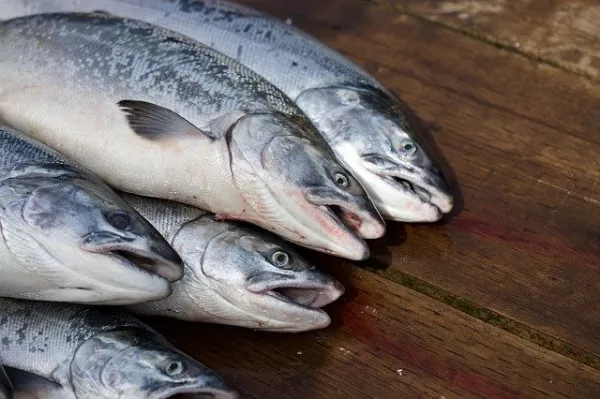 Производство лосося в Шотландии упало на 18 процентов в 2022 году