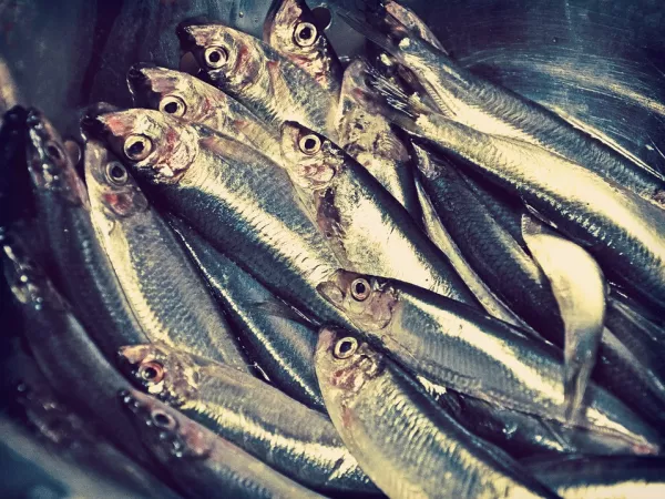 Мировые продажи популярной норвежской сушеной рыбы снизились в январе