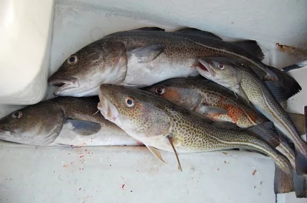Рынок белой рыбы оказался под давлением неопределённости на фоне запрета США на импорт данной продукции из России