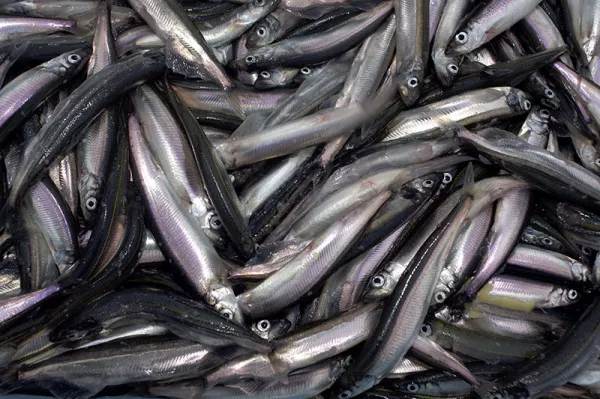 Новости с мойвенной путины в Баренцевом море: рыбаки добыли уже 14 тыс. тонн — первая партия свежей мойвы придет в Мурманск в начале марта