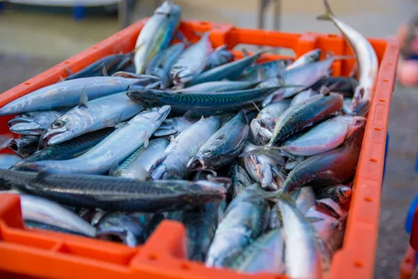 Производители рыбы просят решить вопрос со штрафами от Росрыболовства