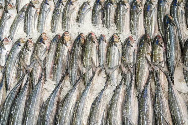 Устаревшие нормы уровня мышьяка ограничивают поставки рыбы на внутренний рынок России