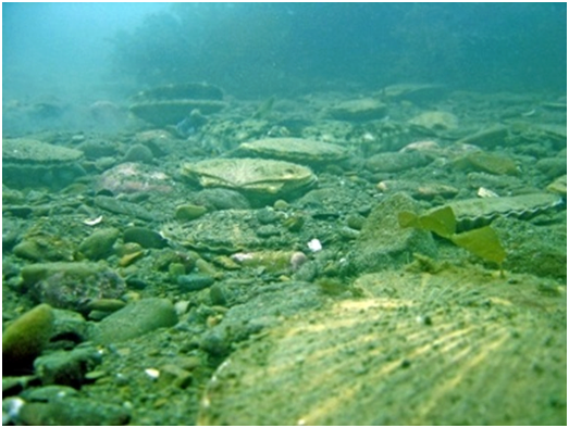 Приморский гребешок на галечном грунте, глубина 12 м, залив Анива, о.Сахалин.