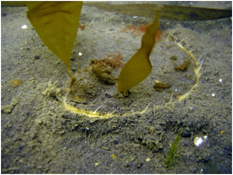 Приморский гребешок на песчаном грунте с незначительной примесью ила на восточном побережье о.Кунашир, глубина 12 м.