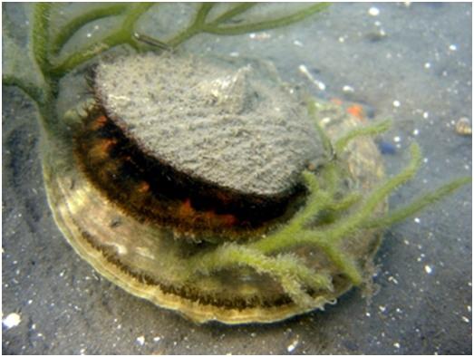 Приморский гребешок с прикрепившемся на верхней створке японским гребешком и водорослью кодиум , зал. Посьета, Японское море, песчаный грунт, глубина 8 метров.