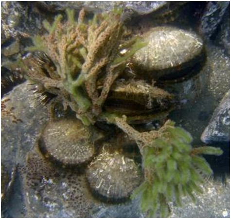 Японский гребешок  живет на каменистом дне  на глубинах от 1 до 24 метров, прикрепляется с помощью биссусных нитей, имеет высоту раковины до 100 мм.
