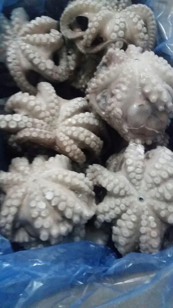 фотография продукта Свежемороженный осьминог  из Марокко