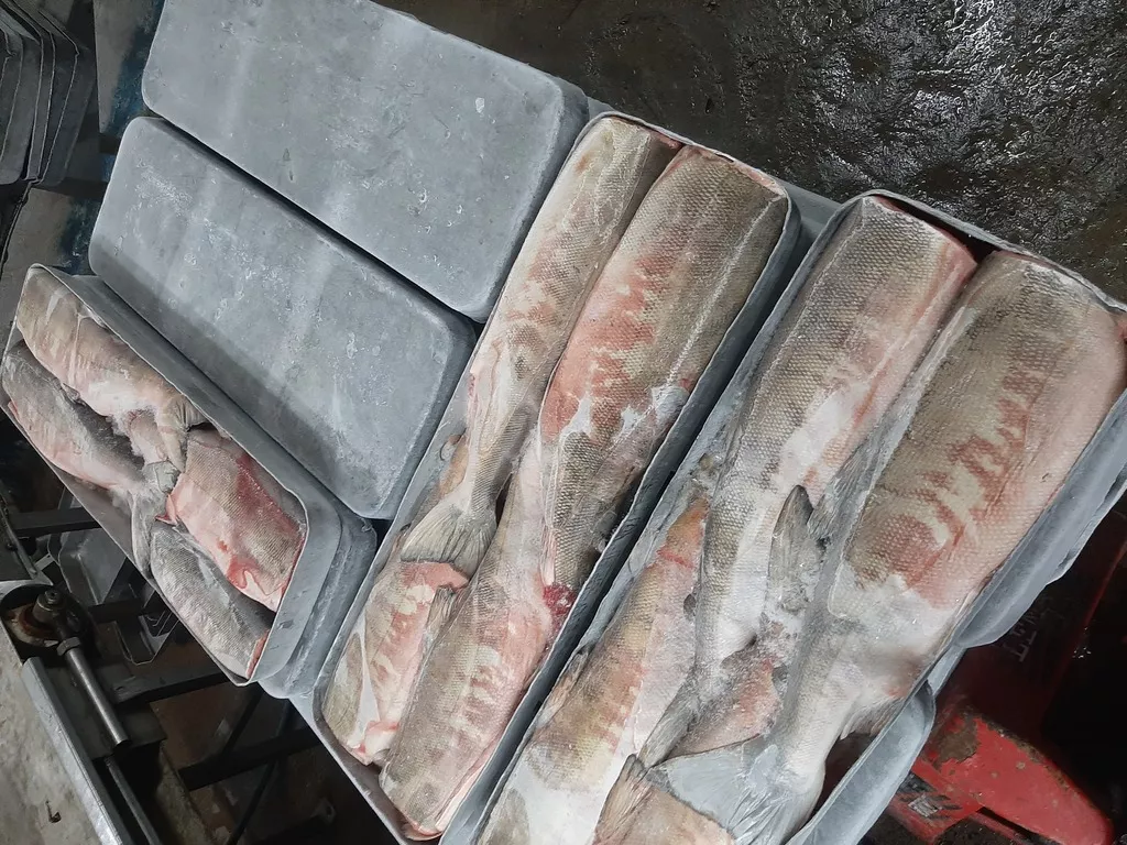 кета потрошеная обезглавленная, 1 сорт в России 2