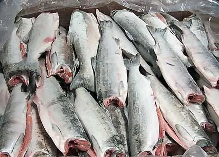 фотография продукта Рыба свежемороженная оптом