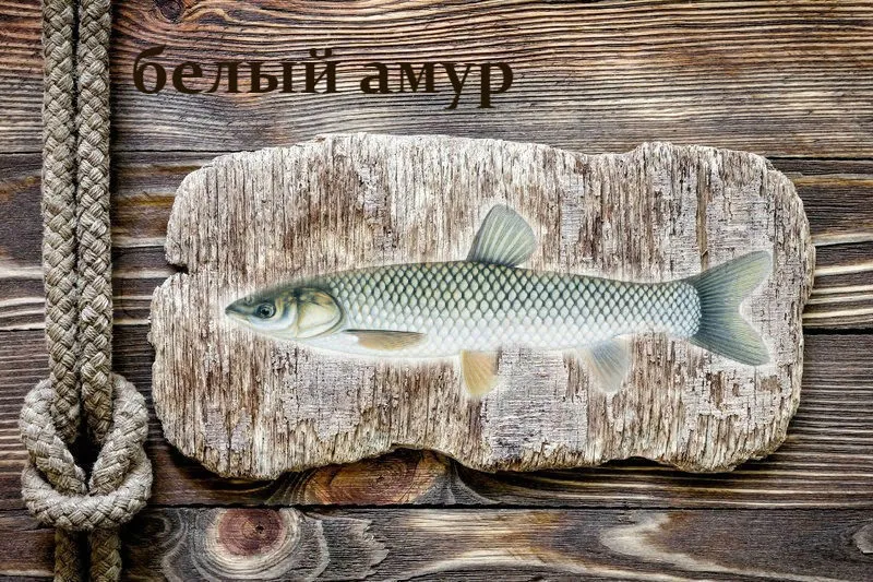 фотография продукта Живая рыба Белый амур