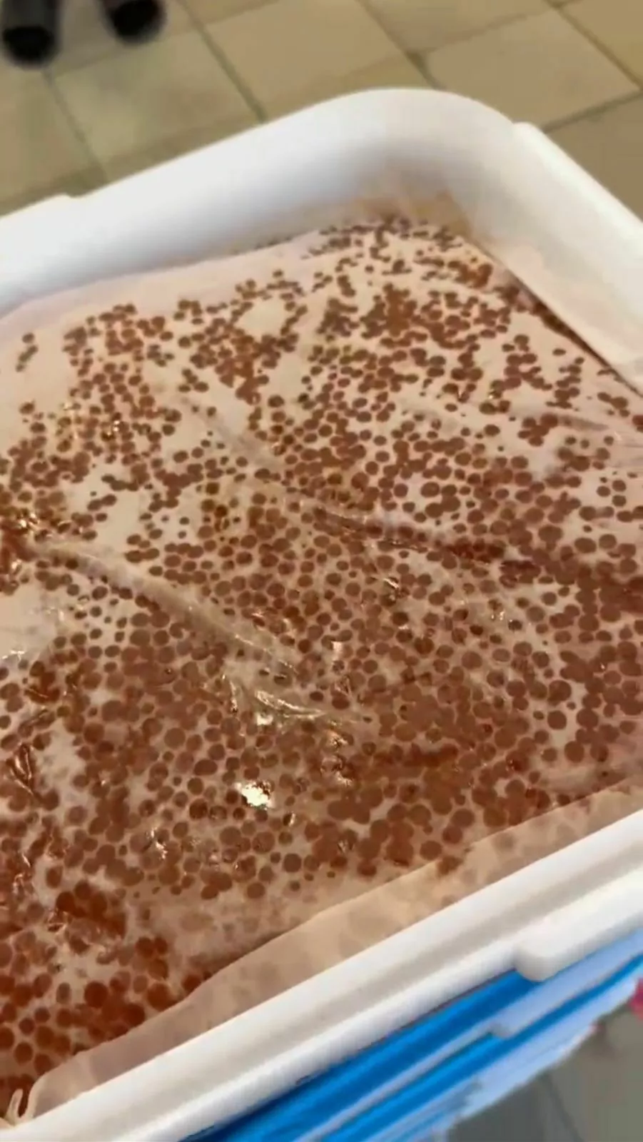 икра SALMONICA - Тымлатский РК 2025 года в Москве 5