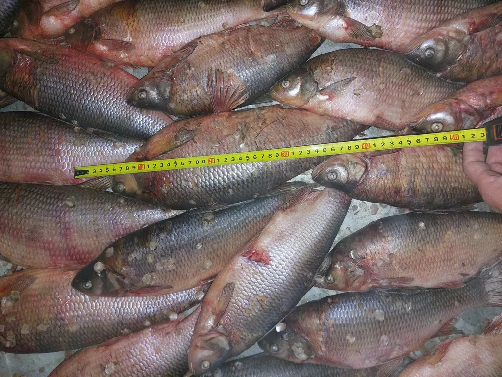 щука 1+! язь! окунь! плотва! хмао-югре в Ханты-Мансийске и Ханты-Мансийском автономном округе Югра 3