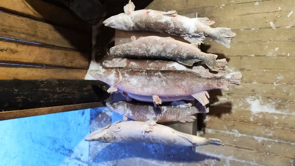 фотография продукта Щука язь окунь плотва хмао-югре