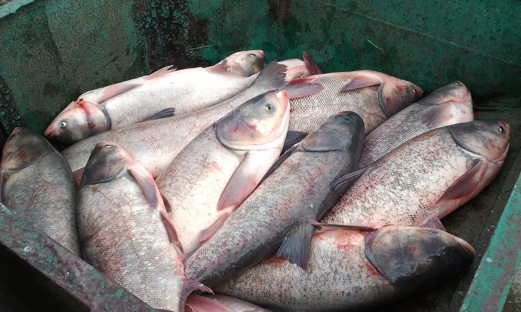 живая рыба: толстолобик. в Рязани и Рязанской области