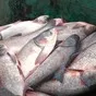 живая рыба: толстолобик. в Рязани и Рязанской области