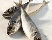 фотография продукта Рыба черноморская оптом