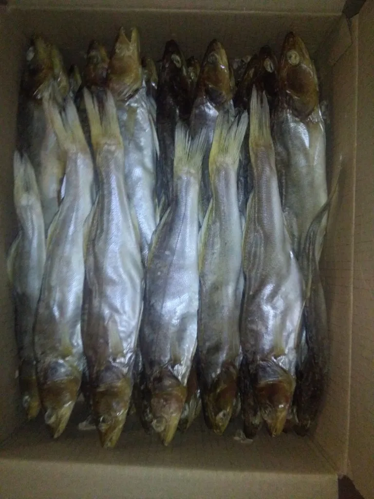 фотография продукта Астраханская вяленая рыба щука 265р