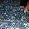 крымская рыба и морепродукты оптом керчь в Керчи 5