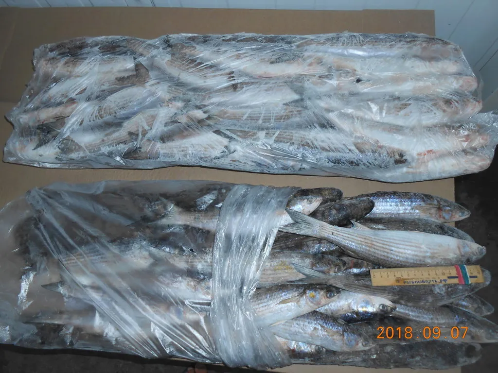 крымская рыба и морепродукты оптом керчь в Керчи 8