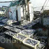 крымская рыба и морепродукты оптом керчь в Керчи 11