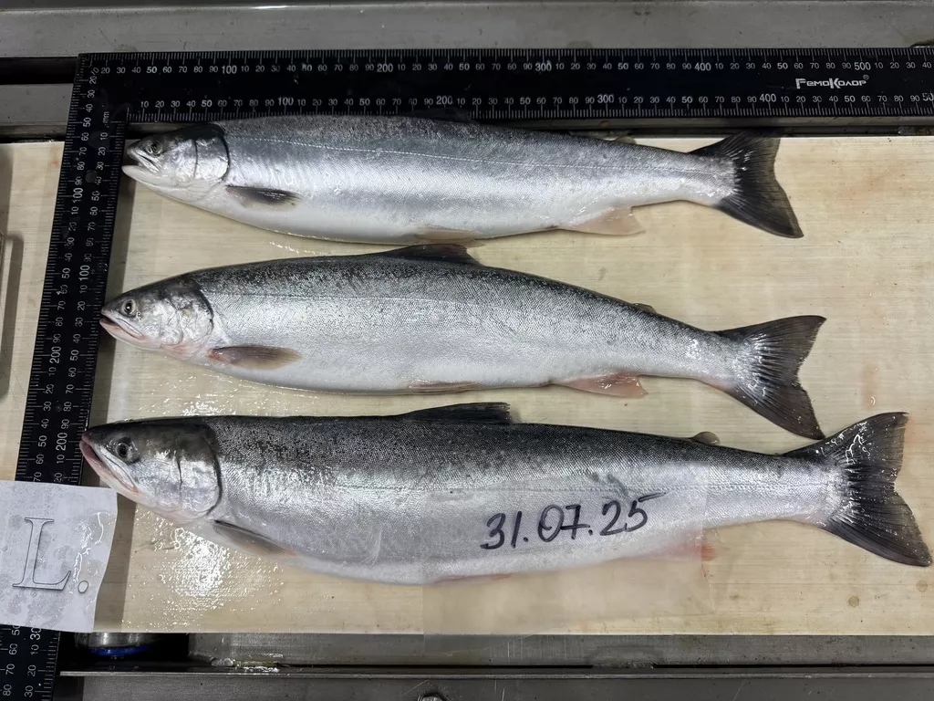 фотография продукта Голец 35 +  сельдь псг