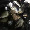 рыбные отходы в Краснодаре 5