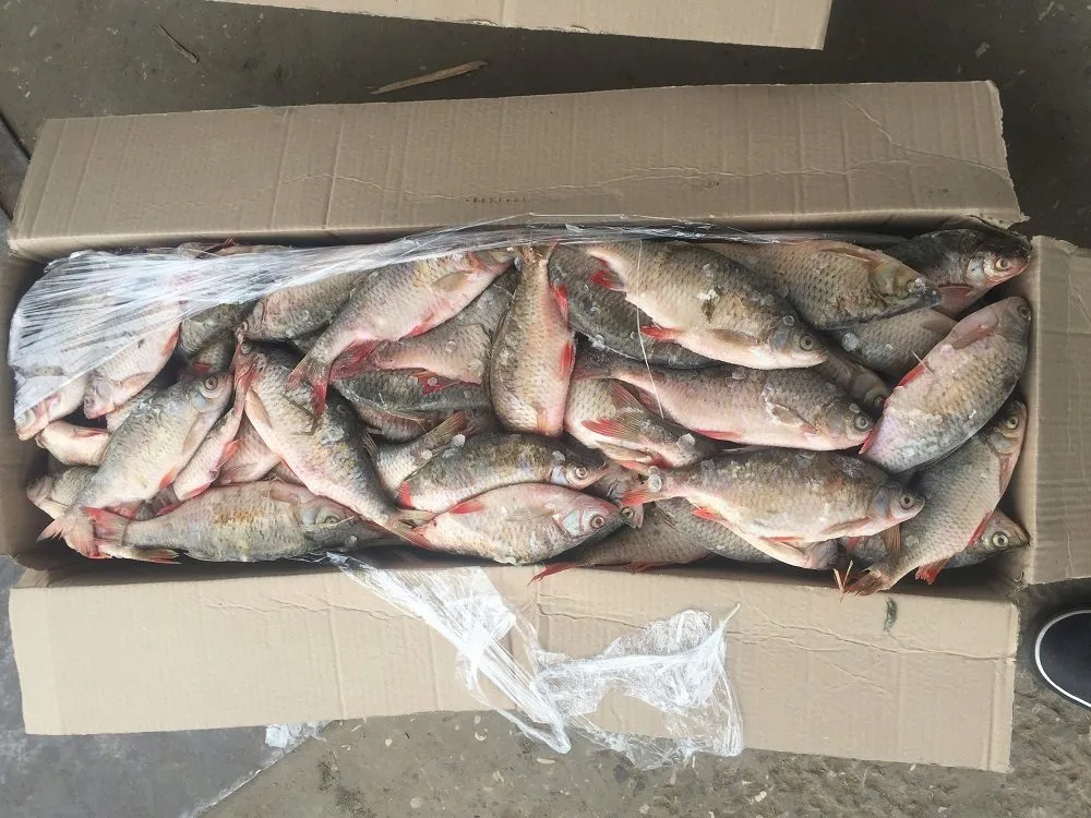 Фотография продукта Речная рыба астрахань осень 2023 ! 