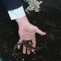 малька сибирского осетра ,роло в Новосибирске