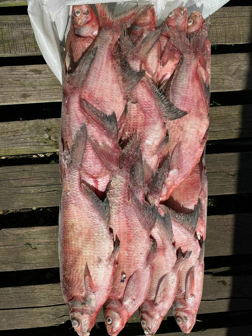 фотография продукта Лещ с/м, речная рыба оптом