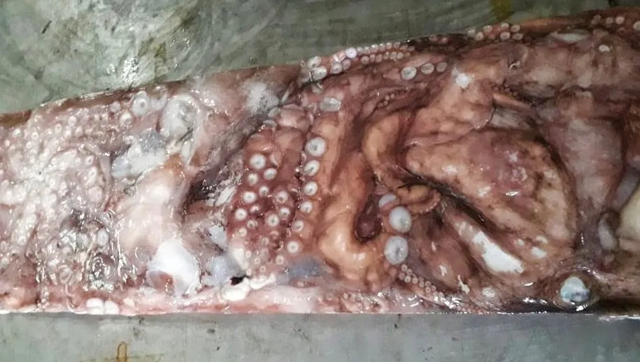 осьминог в Южно-Сахалинске
