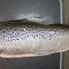 лосось индастриал 400р/кг в Екатеринбурге