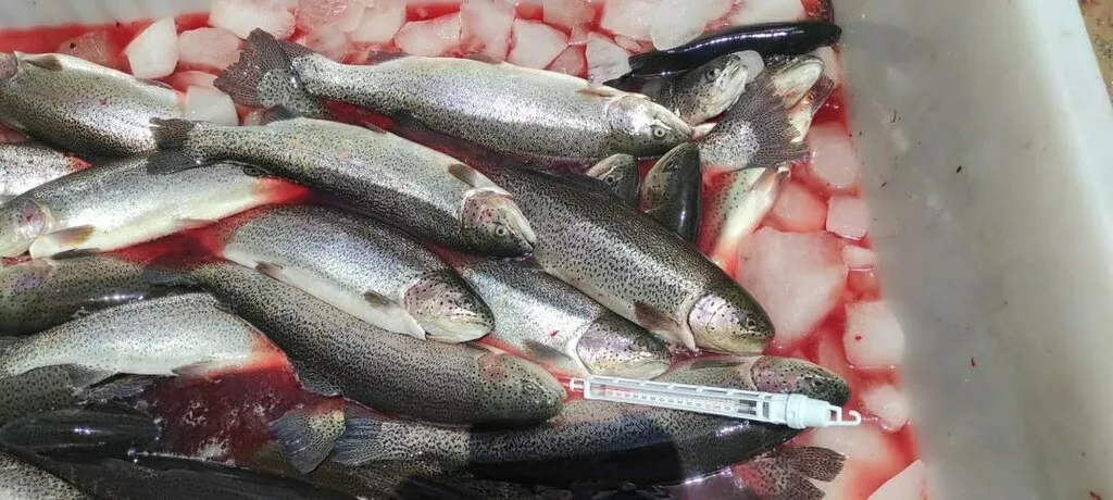 Фотография продукта Иран морепродукты 