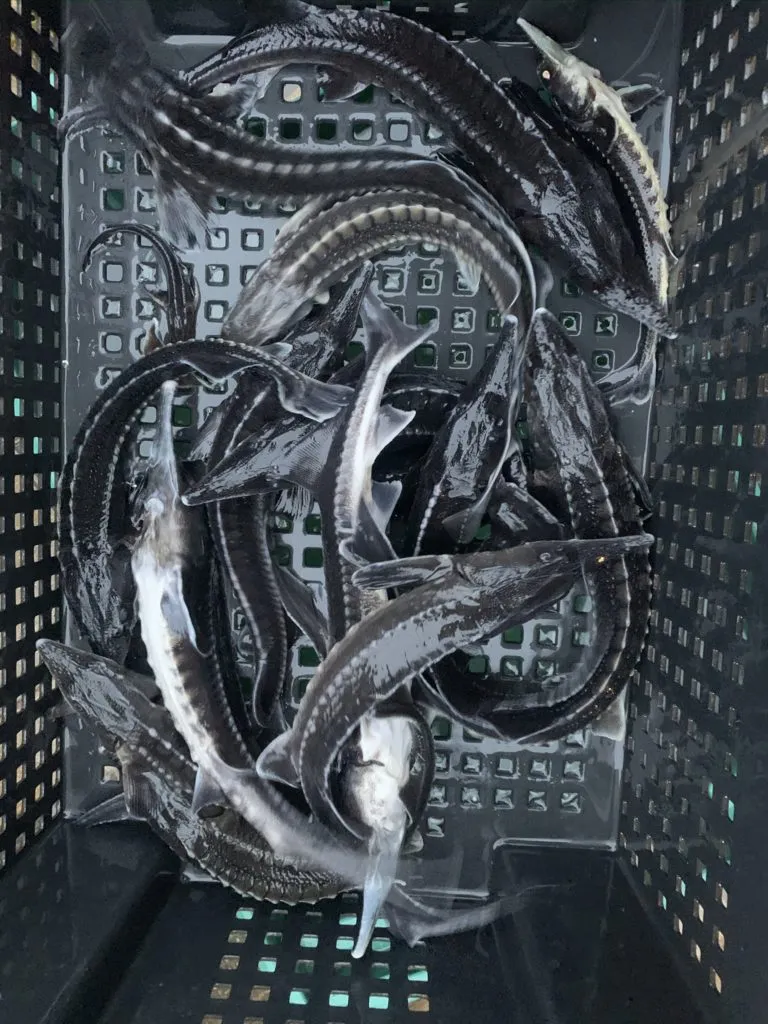 Фотография продукта Мальки и товарн живая рыба царских пород