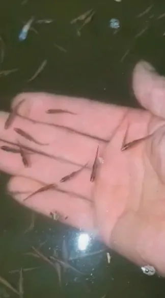 щука личинка подрощенная 15мм в Чебоксарах