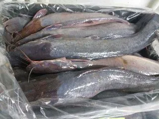 рыба речная с собственной фермы в Казахстане 4