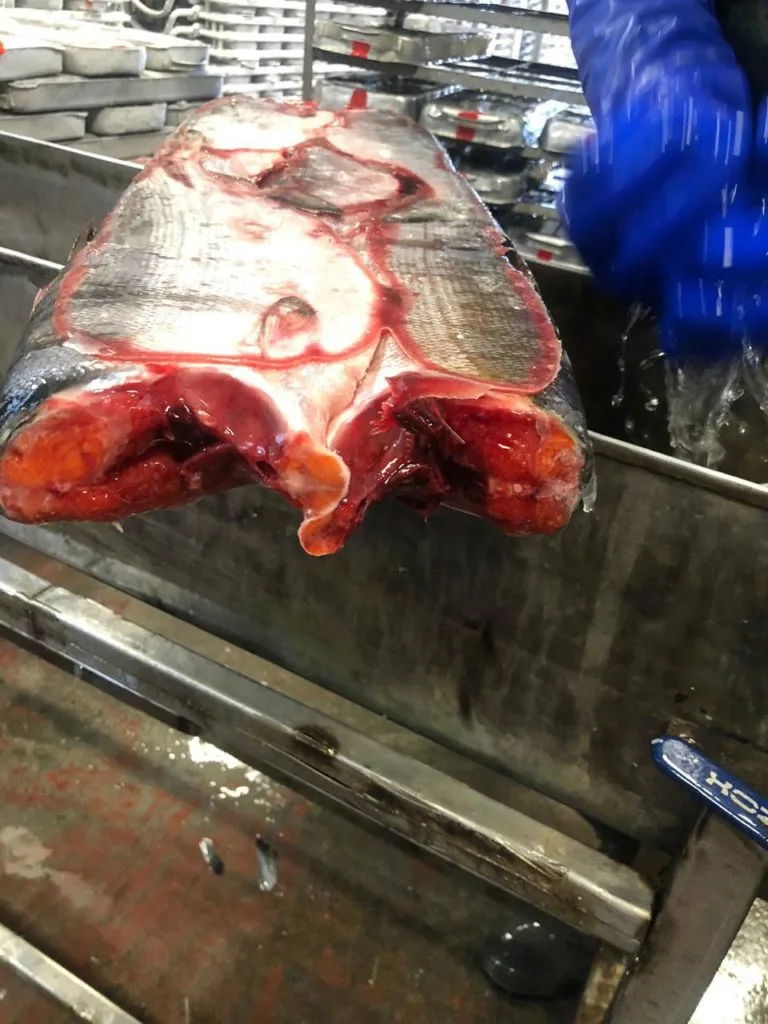 фотография продукта рыба свежемороженная икра в Владивостоке
