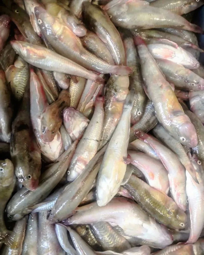 фотография продукта Азовская Рыба свежемороженая 