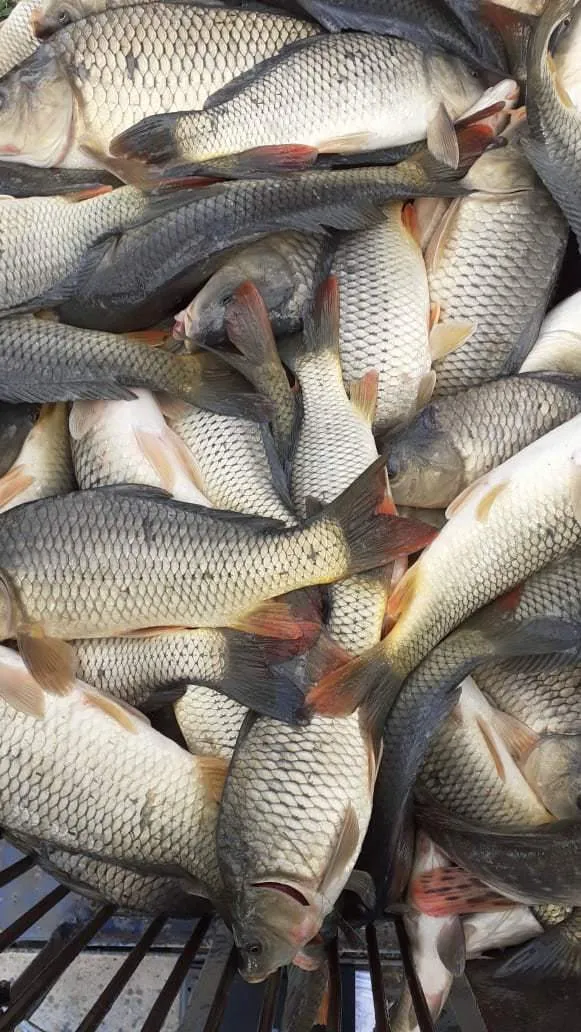 фотография продукта Снижение цены на живую рыбу