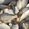 снижение цены на живую рыбу в Ростове-на-Дону
