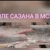 филе сазана в наличии и под заказ.  в Ростове-на-Дону