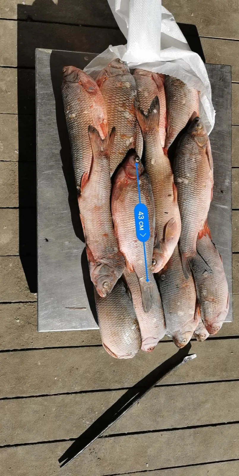 Фотография продукта Речная рыба Карась 300гр  блочной замор