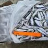килька каспийская калиброванная  в Ростове-на-Дону 2