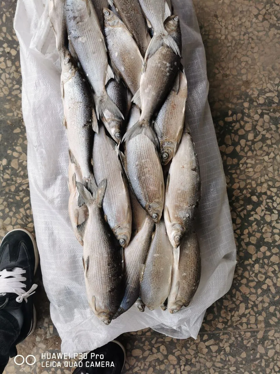 речную рыбу опт в Новосибирске 9