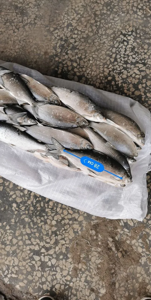 речную рыбу опт в Новосибирске 10