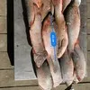 речную рыбу опт в Новосибирске 4