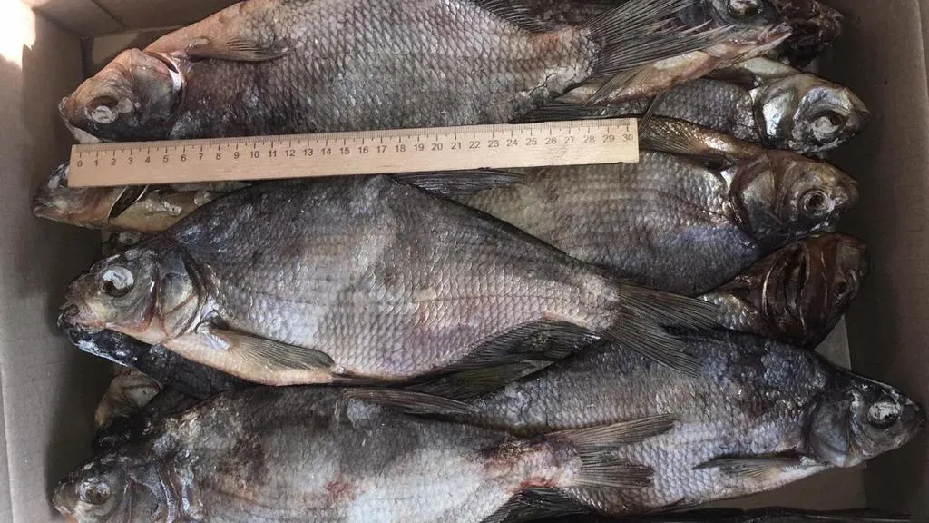 добыча и переработка речной рыбы в Перми 4